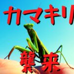 布団干したい！！『カマキリ』と『アリ』対策日記